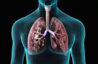 Respiratory system